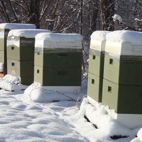 Januar Winterarbeiten trotz Bienenruhe