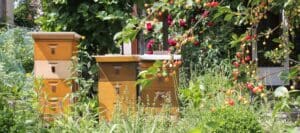 Bienen Im Garten Streit Mit Dem Nachbarn Deutsches Bienen Journal