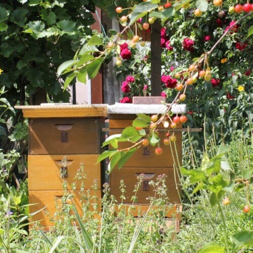Bienen im Garten als Grund für Nachbarschaftsstreit