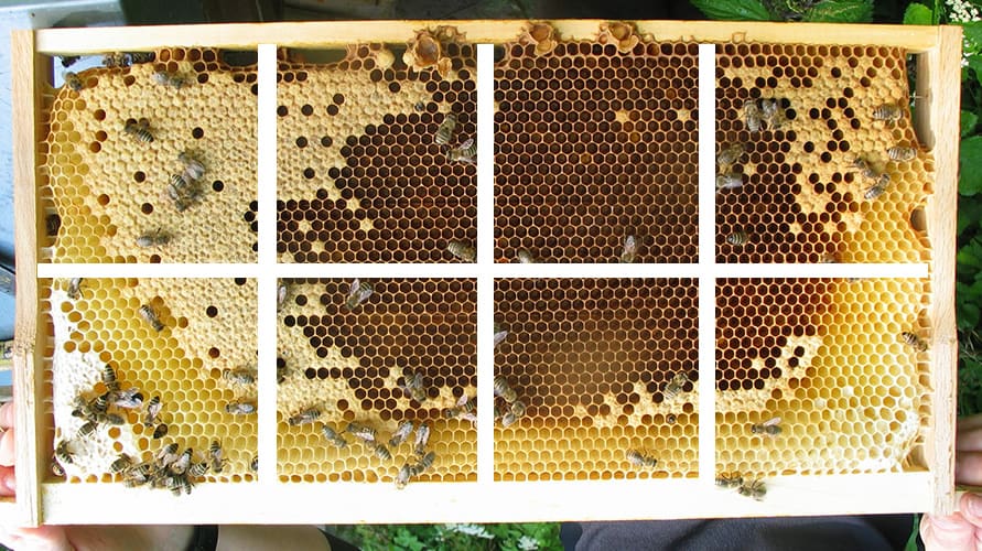 Bienenvolk Schatzen Volksstarken Genau Erfassen Deutsches Bienen Journal
