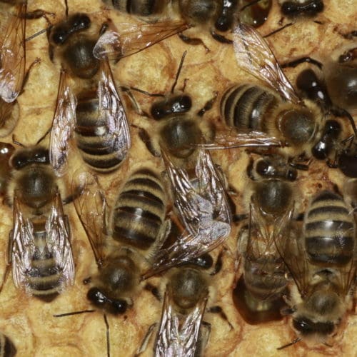 Lebenserwartung von Bienen