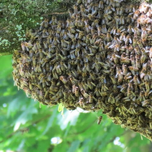 Bienen naturgemäß halten
