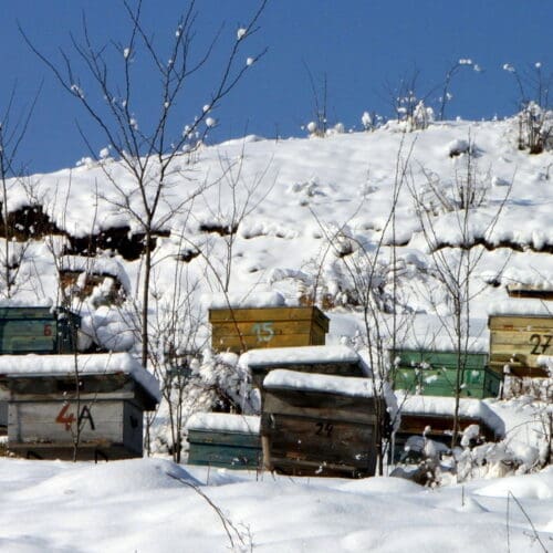 Bienen überwintern