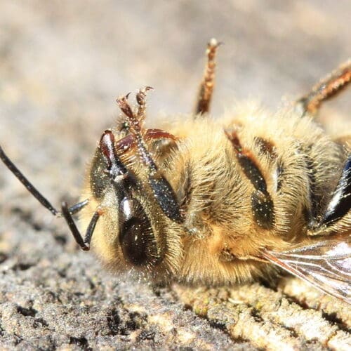 Bienenvergiftung