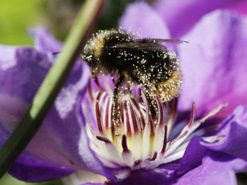 Biene auf Blüte: die Schwester von Maja?
