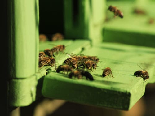 bienen schonen flugloch beobachten