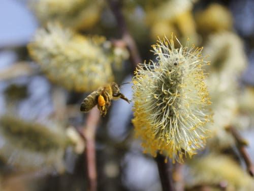 Frühjahrsblüher für Bienen