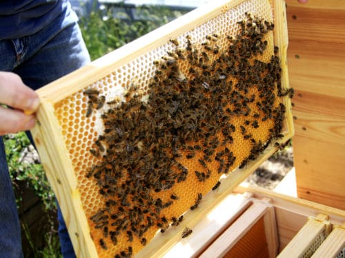 Bienenvolk: Frühtracht 2018