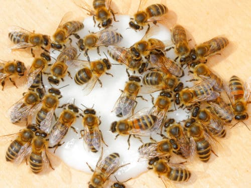 Bienen Futtervorrat: Besser Kontrollieren