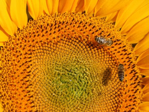 honigernte 2018 sonnenblume mit bienen