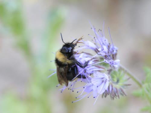 Biene auf Blüte - ohne Imkerei und EU Politik