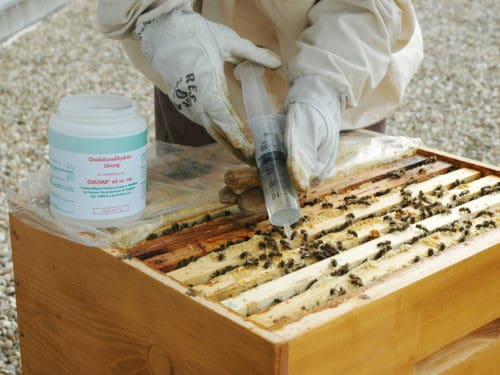Oxalsäure Bienen