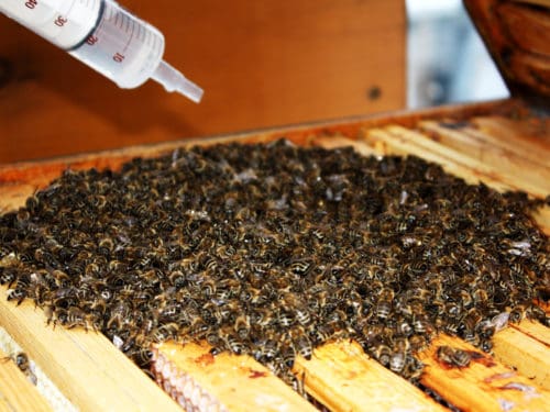 Behandlung von Bienen mit Oxalsäure