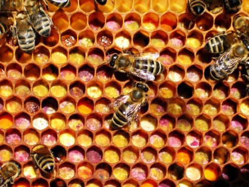 Bienen auf der Wabe: bienenbrot sechs monate nur pollen honig und propolis