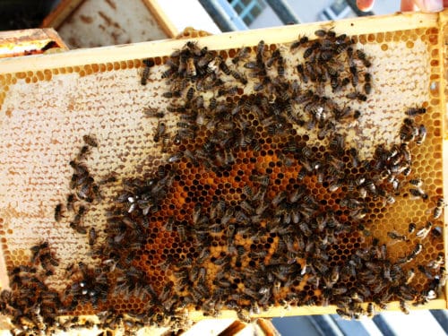Bienenvolk: So stärkt man schwächere