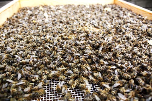Tote Bienen: Umfrage im Herbst