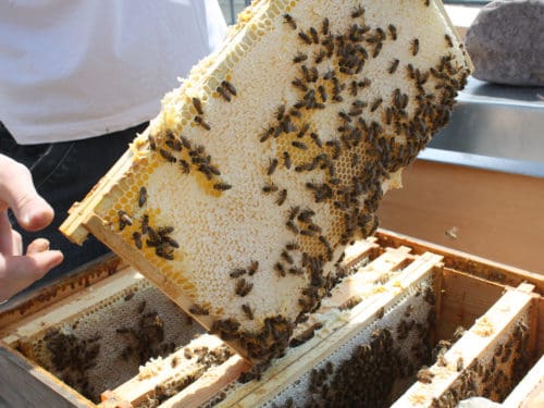 wann honig ernten