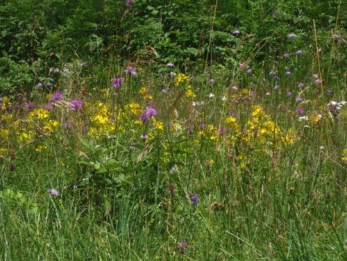 Blumenwiese als Seitenbild für Bienenfreundliche Pflanzen
