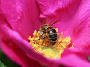 Biene auf Blüte Aktionsprogramm Insektenschutz