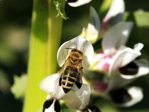 Biene auf Blüte Zulassung Pflanzenschutzmittel