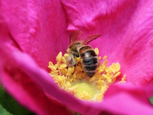Biene auf Blüte verpflichtender Insektenschutz
