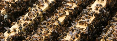 Bienenpflege August für gesunde Winterbienen