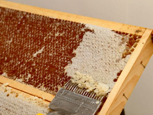 Honigwabe entdeckeln beim Jungimkertreffen