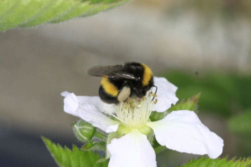 Himbeerblüte mit Biene