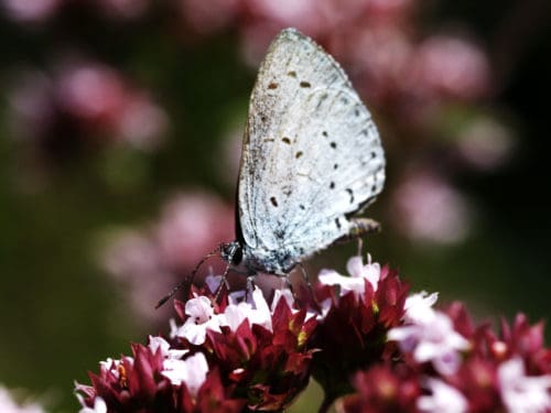 Schmetterling Artensterben UN Bericht