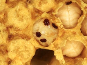 Varroa