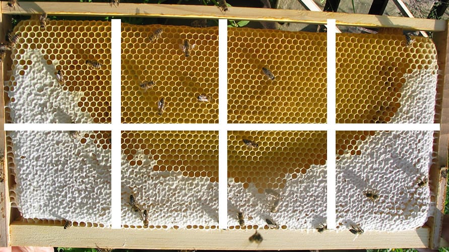 Volksstaerke erfassen - Bild (1) Bienenvolk schätzen