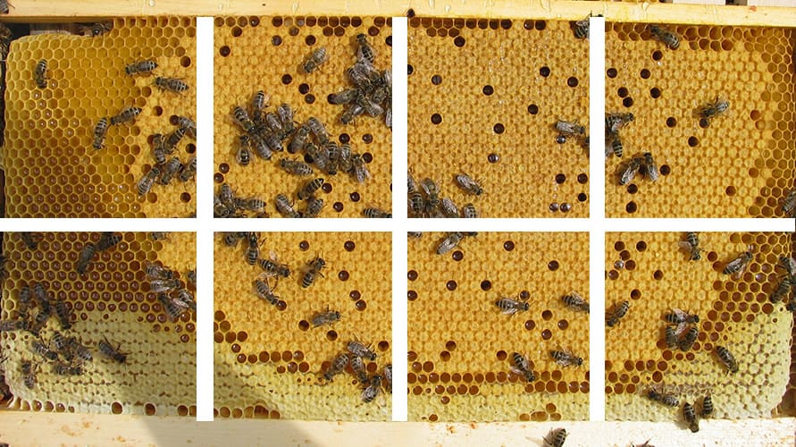 Volksstaerke erfassen - Bild (2) Bienenvolk schätzen
