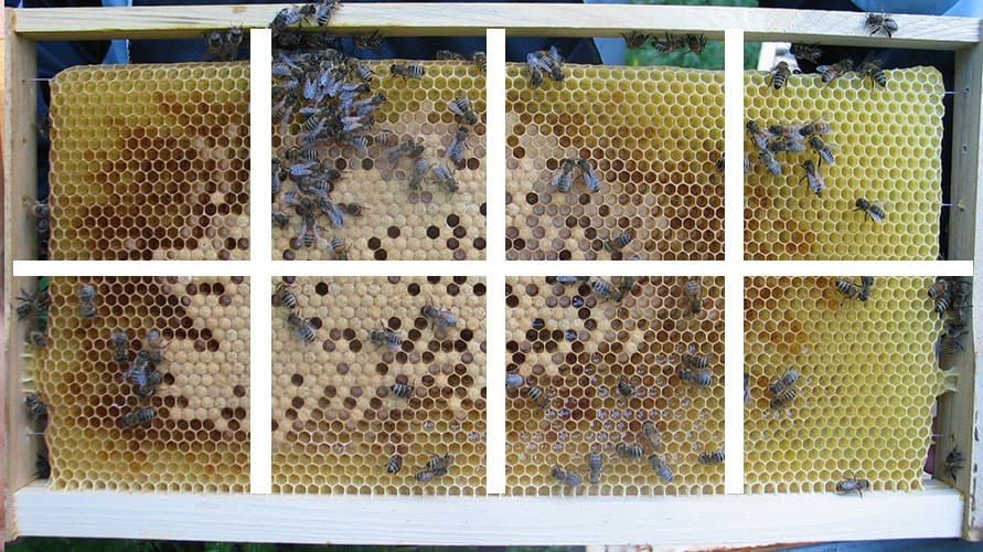 Volksstaerke erfassen - Bild (3) Bienenvolk schätzen
