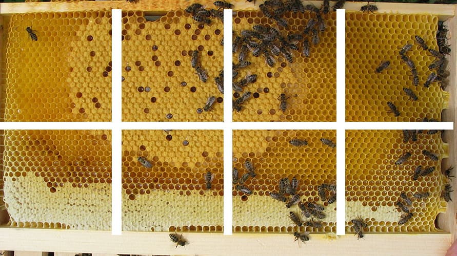 Volksstaerke erfassen - Bild (4) Bienenvolk schätzen