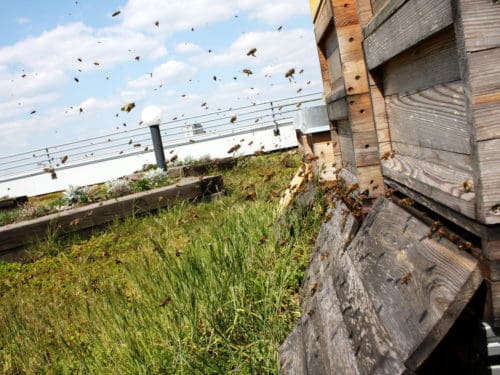 Was tut sich im März am Flugloch? Das zu beobachten, sagt viel über die Entwicklung der Bienenvölker aus.
Foto: Sebastian Spiewok