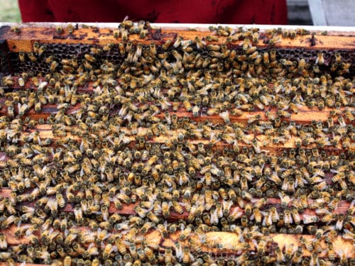 Bienenvolk: Die Stärke können Sie schätzen