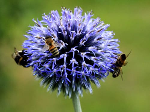 kugeldistel pflanzen mit auszeichnung