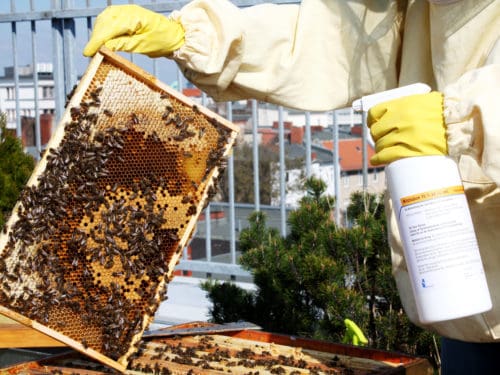 november winterbehandlung und honigvermarktung