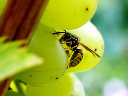Wespe auf weintraube wespen umsiedeln