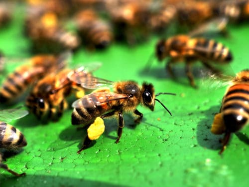 stadt und land bienen erleben belastungen