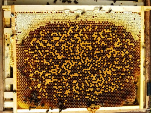 Mittelwand Stearin schädigt Bienenbrut