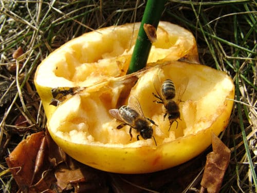 wenn bienen fruchtsaft sammeln