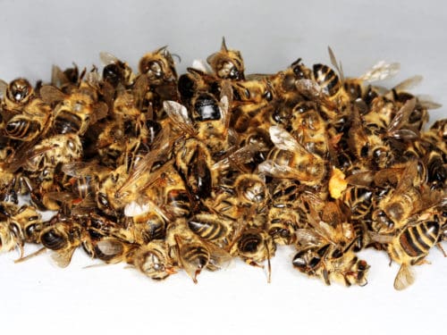 Tote Bienen. Wie hoch waren ihre Winterverluste? Foto: Sabine Rübensaat