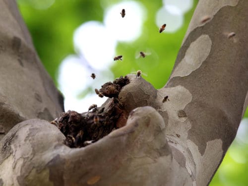 Wilde honigbienen: was man von ihnen lernen kann