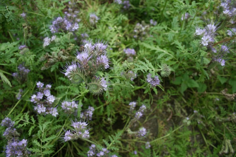 Bienenweide im September: Büschelschön