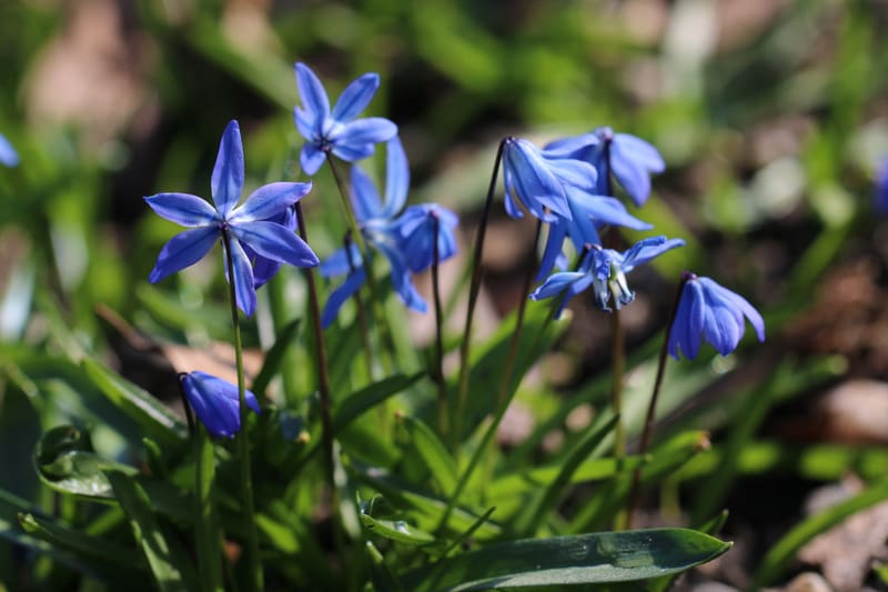 Bienenweide im März: Blaustern