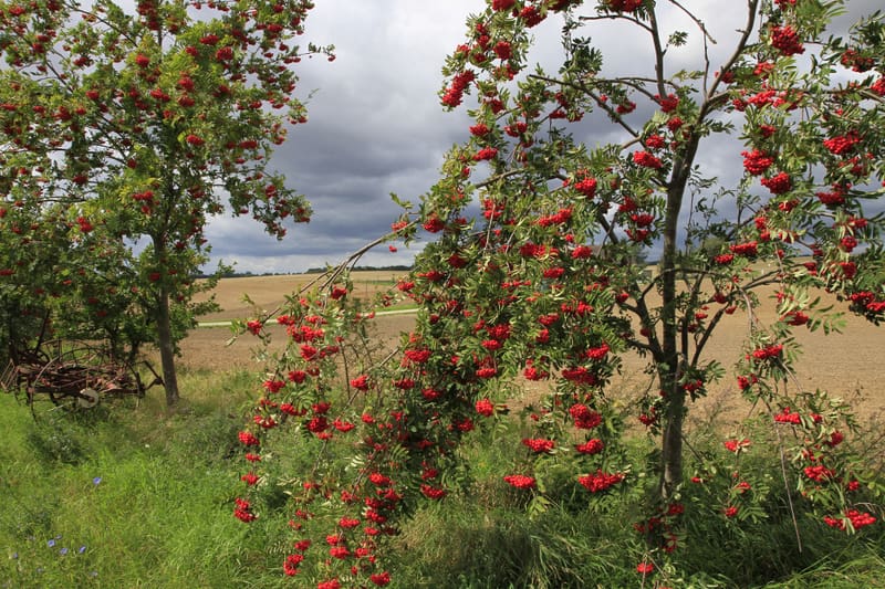 Bienenweide im Mai: Eberesche