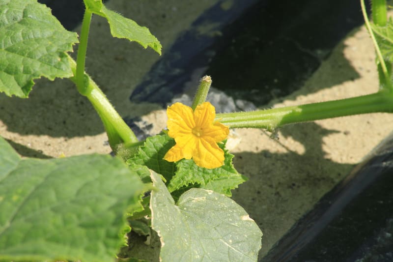 Bienenweide im Juni: Gurke