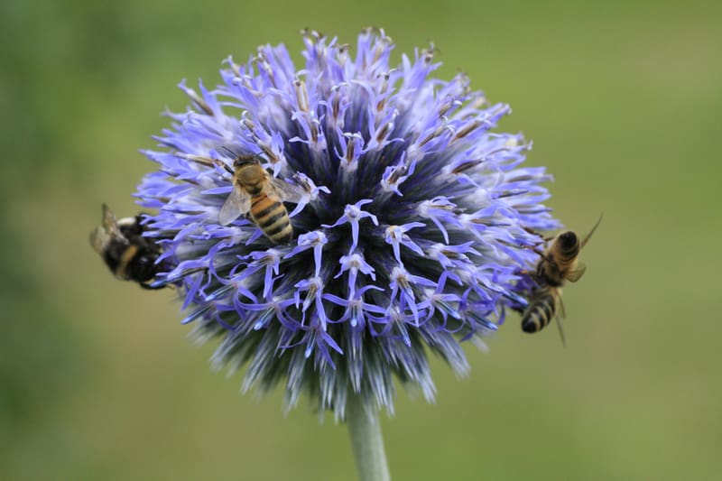 Bienenweide im Juli: Kugeldistel
