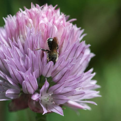 Bienenweide im Mai: Lauch und Zierlauch